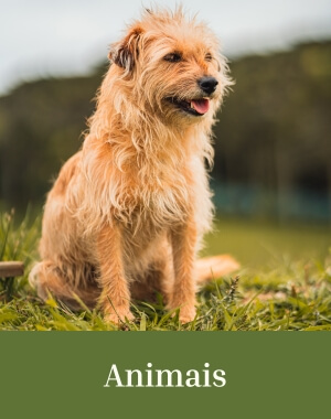 Mobile Animais 300x380