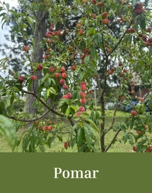 Mobile Pomar 300x380